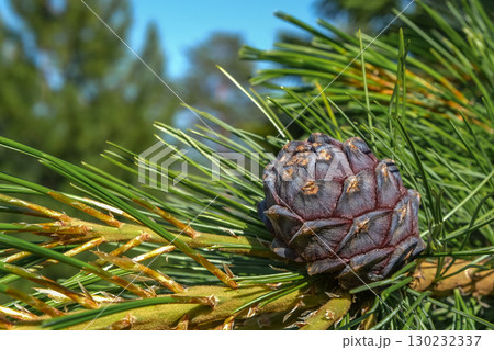 cedar cone on branch surrounded by green needles under clear blue sky in forest setting. closeup. cedar cone on branch surrounded by green needles under clear blue sky in forest setting. closeup. 130232337