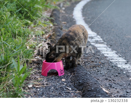 見つめる猫 見つめる猫 130232338