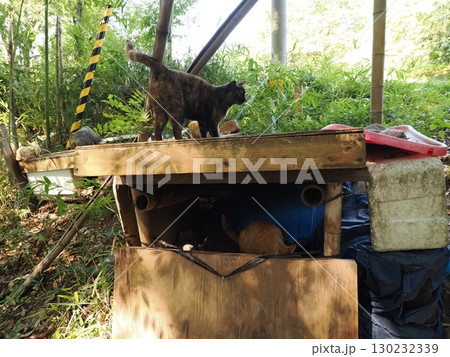 見つめる猫 見つめる猫 130232339