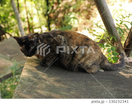 見つめる猫 130232341