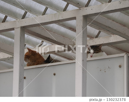 お座りしてこちらを見つめる猫 お座りしてこちらを見つめる猫 130232378
