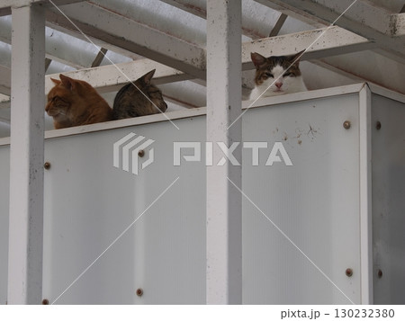 お座りしてこちらを見つめる猫 130232380
