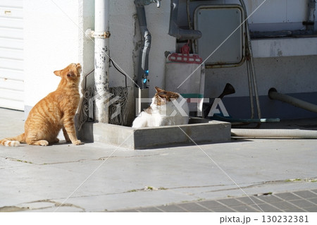 お座りしてこちらを見つめる猫 お座りしてこちらを見つめる猫 130232381