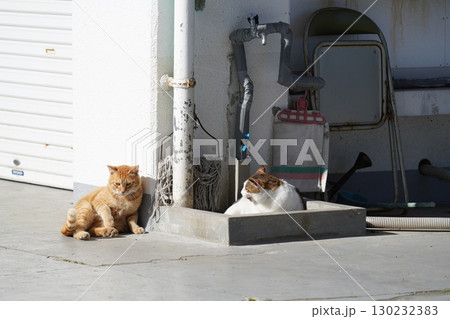 お座りしてこちらを見つめる猫 130232383