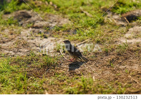 A Cute Bird on the Ground in its Natural Habitat, surrounded by the beauty of nature A Cute Bird on the Ground in its Natural Habitat, surrounded by the beauty of nature 130232513