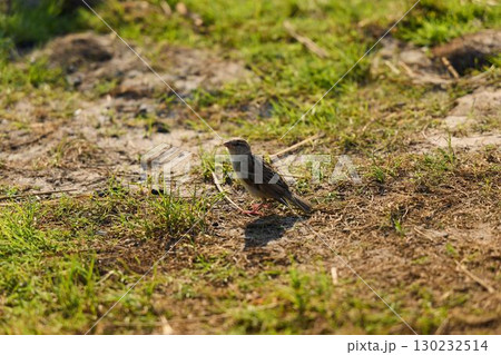 A solitary bird gracefully perched in its untouched natural habitat, embodying freedom and beauty 130232514