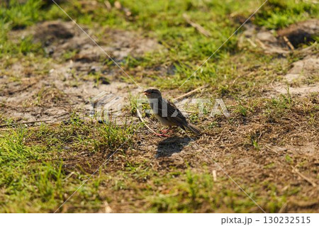 A solitary, lonely bird rests on the ground within its natural habitat, showcasing its beauty A solitary, lonely bird rests on the ground within its natural habitat, showcasing its beauty 130232515