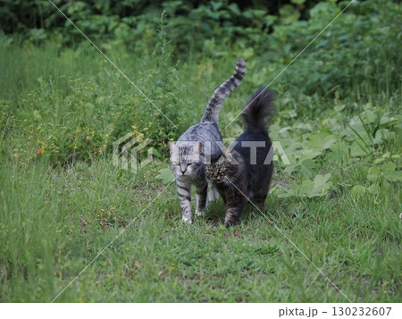 お昼寝する猫 130232607