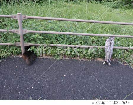 お昼寝する猫 お昼寝する猫 130232628