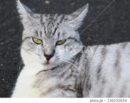 お昼寝する猫 130232659