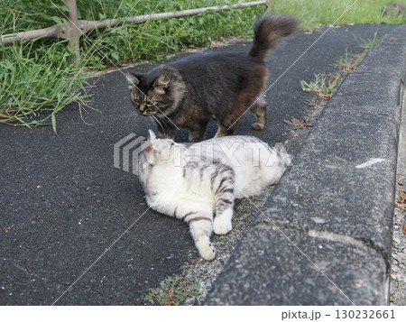 お昼寝する猫 お昼寝する猫 130232661