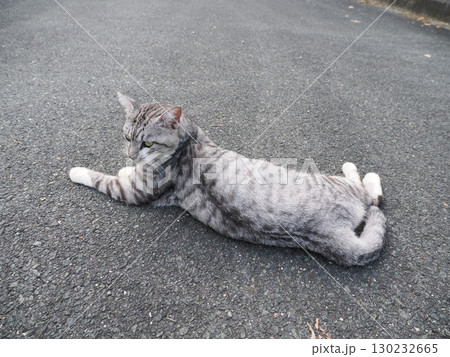 お昼寝する猫 お昼寝する猫 130232665