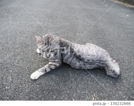 お昼寝する猫 130232666