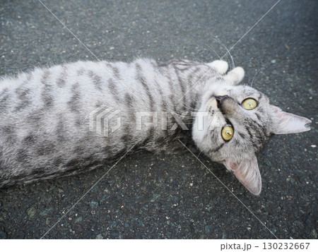 お昼寝する猫 130232667