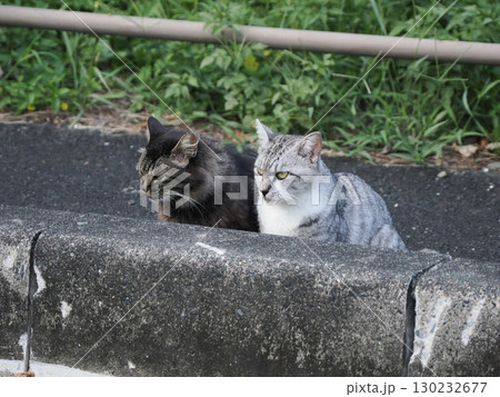 お昼寝する猫 130232677