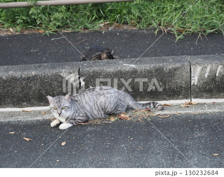お昼寝する猫 130232684