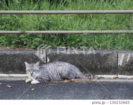 お昼寝する猫 お昼寝する猫 130232685