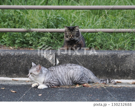 お昼寝する猫 お昼寝する猫 130232688