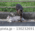 お昼寝する猫 130232691