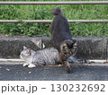お昼寝する猫 130232692
