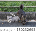 お昼寝する猫 130232693