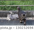 お昼寝する猫 130232694