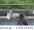お昼寝する猫 130232695