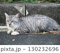 お昼寝する猫 130232696