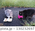 お昼寝する猫 130232697
