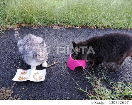 お昼寝する猫 お昼寝する猫 130232697