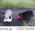 お昼寝する猫 130232698