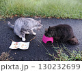お昼寝する猫 130232699