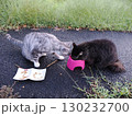 お昼寝する猫 130232700