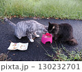 お昼寝する猫 130232701