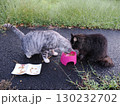 お昼寝する猫 130232702