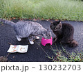 お昼寝する猫 130232703
