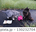 お昼寝する猫 130232704