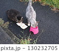 お昼寝する猫 130232705