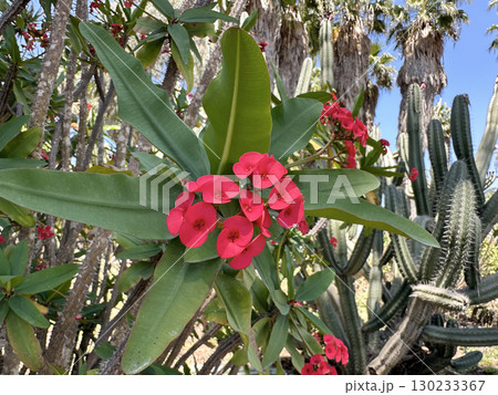 Flowers crown-of-thorns, Christ plant or Christ's thorn (lat.- Euphorbia milii) Flowers crown-of-thorns, Christ plant or Christ's thorn (lat.- Euphorbia milii) 130233367