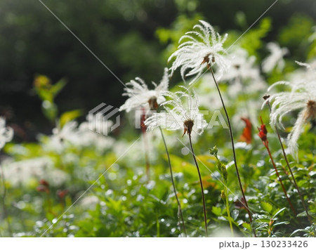 チングルマの輝く綿毛（20250822075636） 130233426