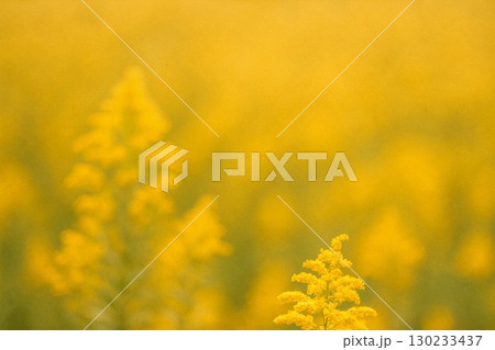 秋の自然テクスチャ背景素材コレクション  紅葉・落ち葉・栗・秋草などの画像 130233437