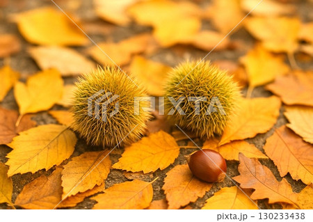 秋の自然テクスチャ背景素材コレクション  紅葉・落ち葉・栗・秋草などの画像 130233438