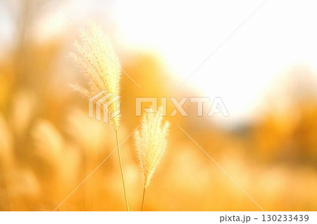 秋の自然テクスチャ背景素材コレクション  紅葉・落ち葉・栗・秋草などの画像 130233439