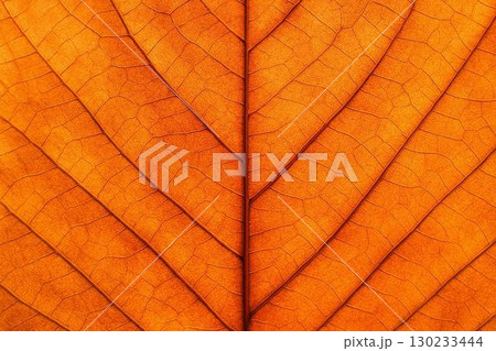 秋の自然テクスチャ背景素材コレクション  紅葉・落ち葉・栗・秋草などの画像 130233444