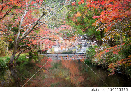 湯布院 金鱗湖紅葉 湯布院 金鱗湖紅葉 130233576