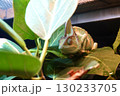たたずむカメレオン 130233705