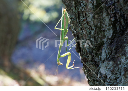 木に止まるオオカマキリ 木に止まるオオカマキリ 130233713
