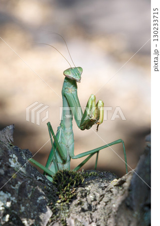 木に止まるオオカマキリ 130233715