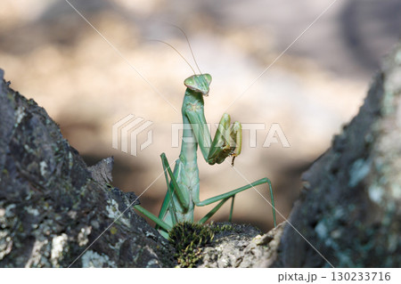 木に止まるオオカマキリ 130233716