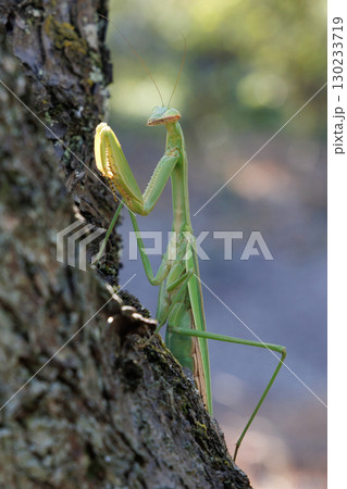 木に止まるオオカマキリ 130233719